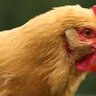 Royal Chicken