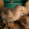 FowlFriend1