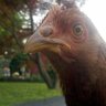 nj chickie