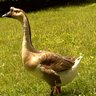 TheGooseGirl14