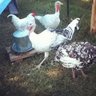 chickengirl1235