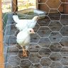 4 Hot Chicks