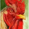 crowingrooster