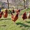 lajollachickens