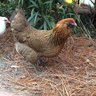 mamasmenagerie