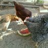 BoozeBendHens