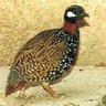 Partridge1612