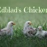 EdbladsChickens