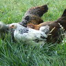 Chooker21