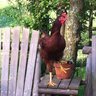 flockers