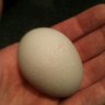 Speckled Eggs