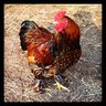 Chicken Momma 2