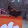 FairPlayFarmer