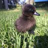 GinaTheDuck