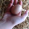 brahma chicken