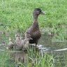 Duck150