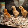 SpaceHen