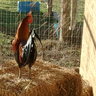 CountryTink13