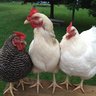 freerange4hens