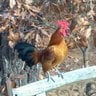 ourlilchickies