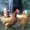 1newchickie