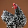 Cocochick