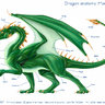 Branumdragon