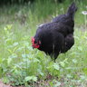 VreelandFarmlet