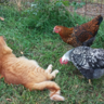 StinkyChicken