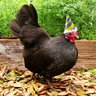 ChickyBoy221