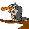 buzzard49
