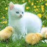 cataddict
