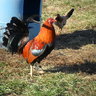 Lots of fowl