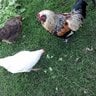 chickengrl87