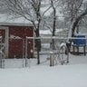 LucysChickRanch