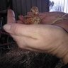 eholding