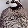 Brewers Quail