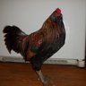 MS Rooster Cogb