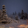 AuroraChick