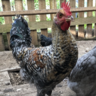 NJChickChick