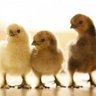 chickenlover247