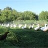 Food Ethos Farm