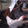 nevada chickens