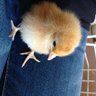 Mother hen1