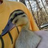 Cluckspert
