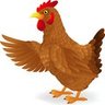 Chucks clucks