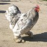 FurNFowl