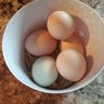 Lerette Hens