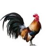 betcdeamfarm