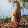 Bob the hen